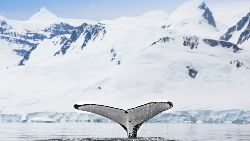SPIRIT OF ANTARCTICA - WHALE MIGRATION